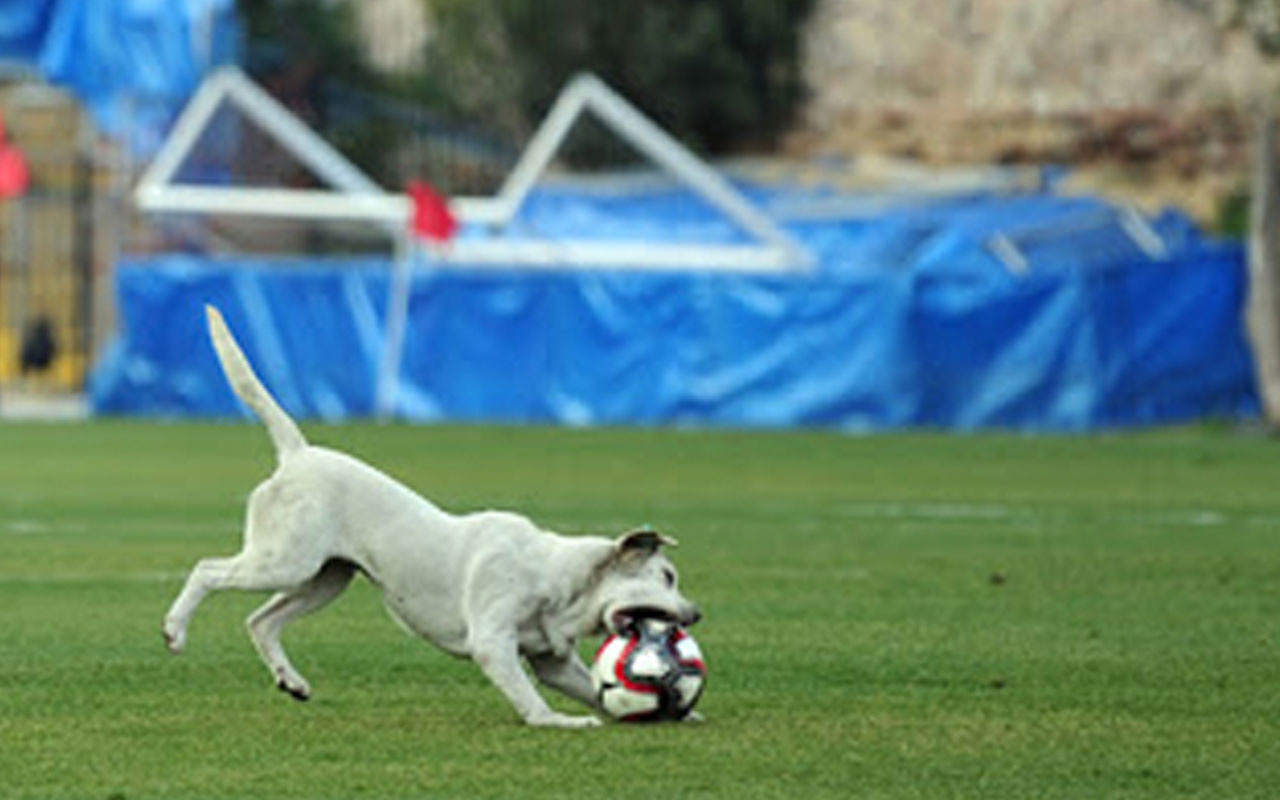 Karagümrük Giresunspor maçını bir köpek durdurdu