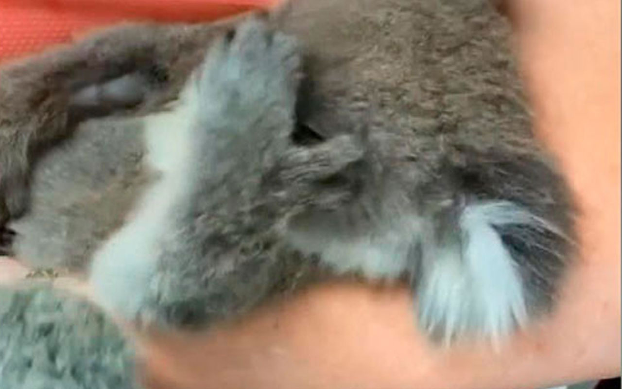 Öksüz koala oyuncak ayıyı annesi zannetti
