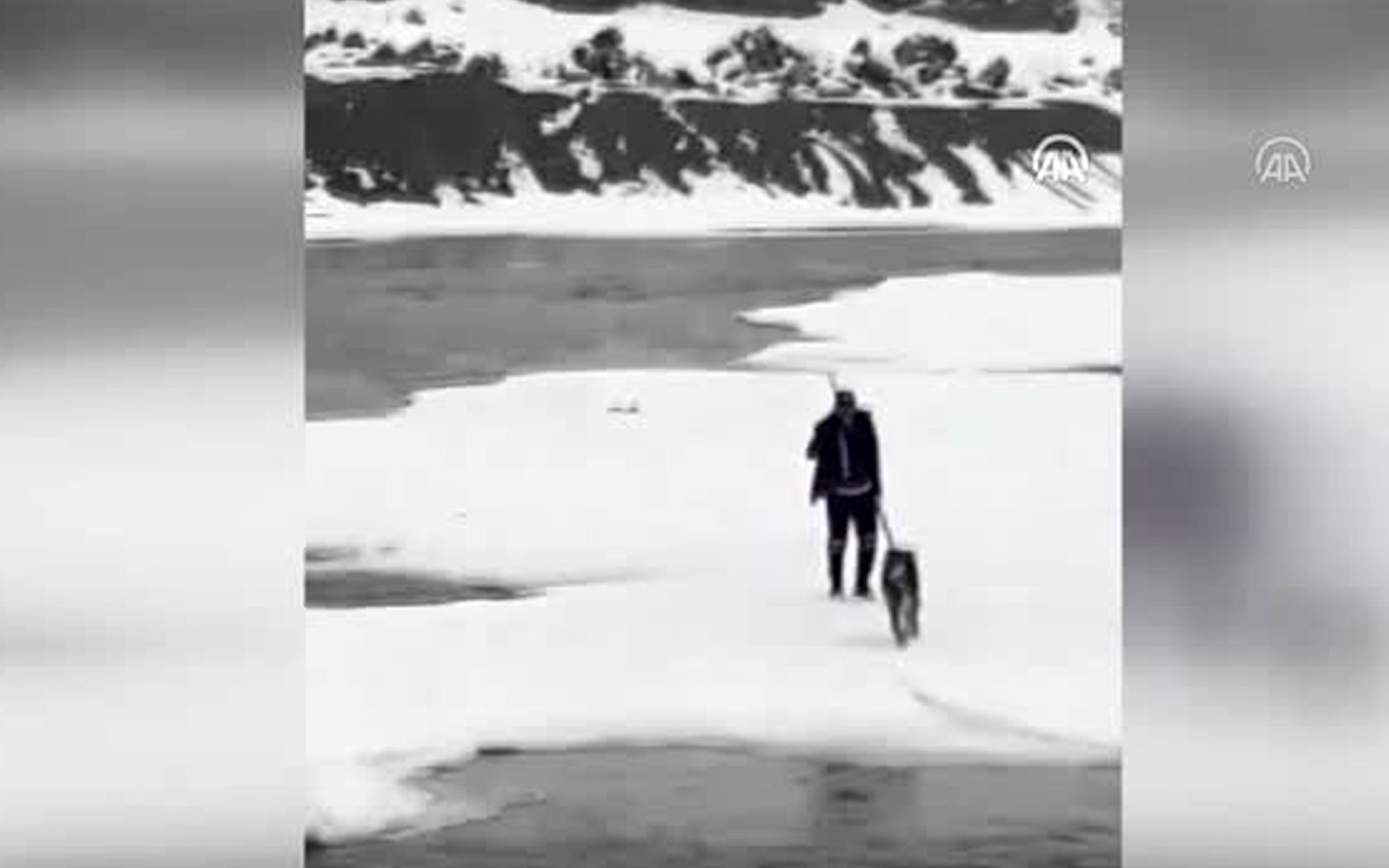 Nehir yüzeyindeki buz kütlesi üzerinde mahsur kalan kurt kurtarıldı