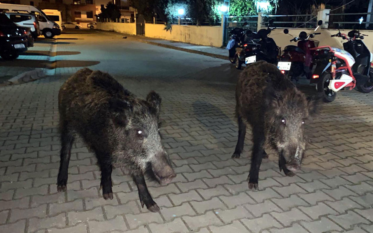 Marmaris'te yaban domuzları ilçe merkezine indi