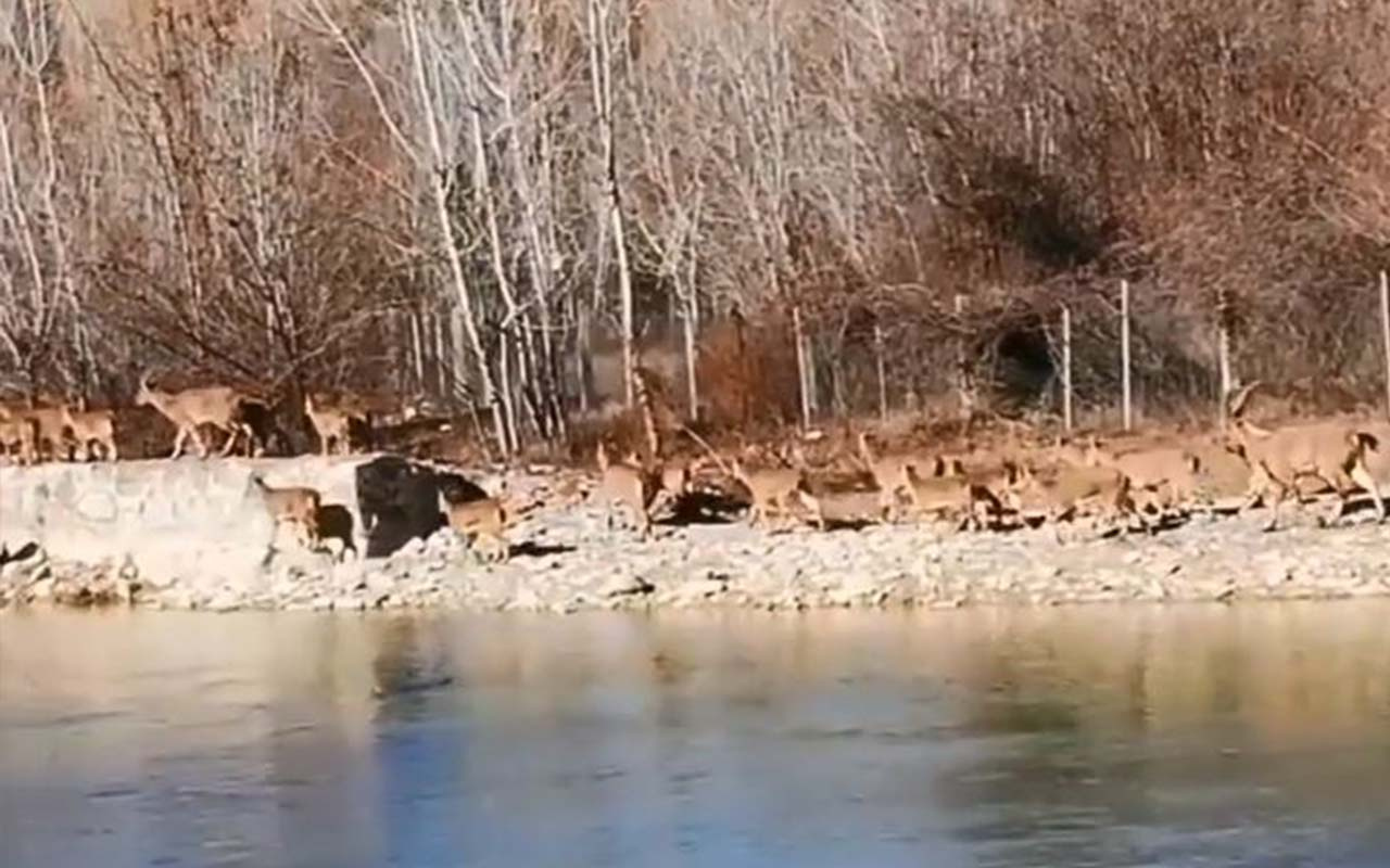 Tunceli'de dağ keçisi sürüsü ilçeye indi! Gören telefona sarıldı