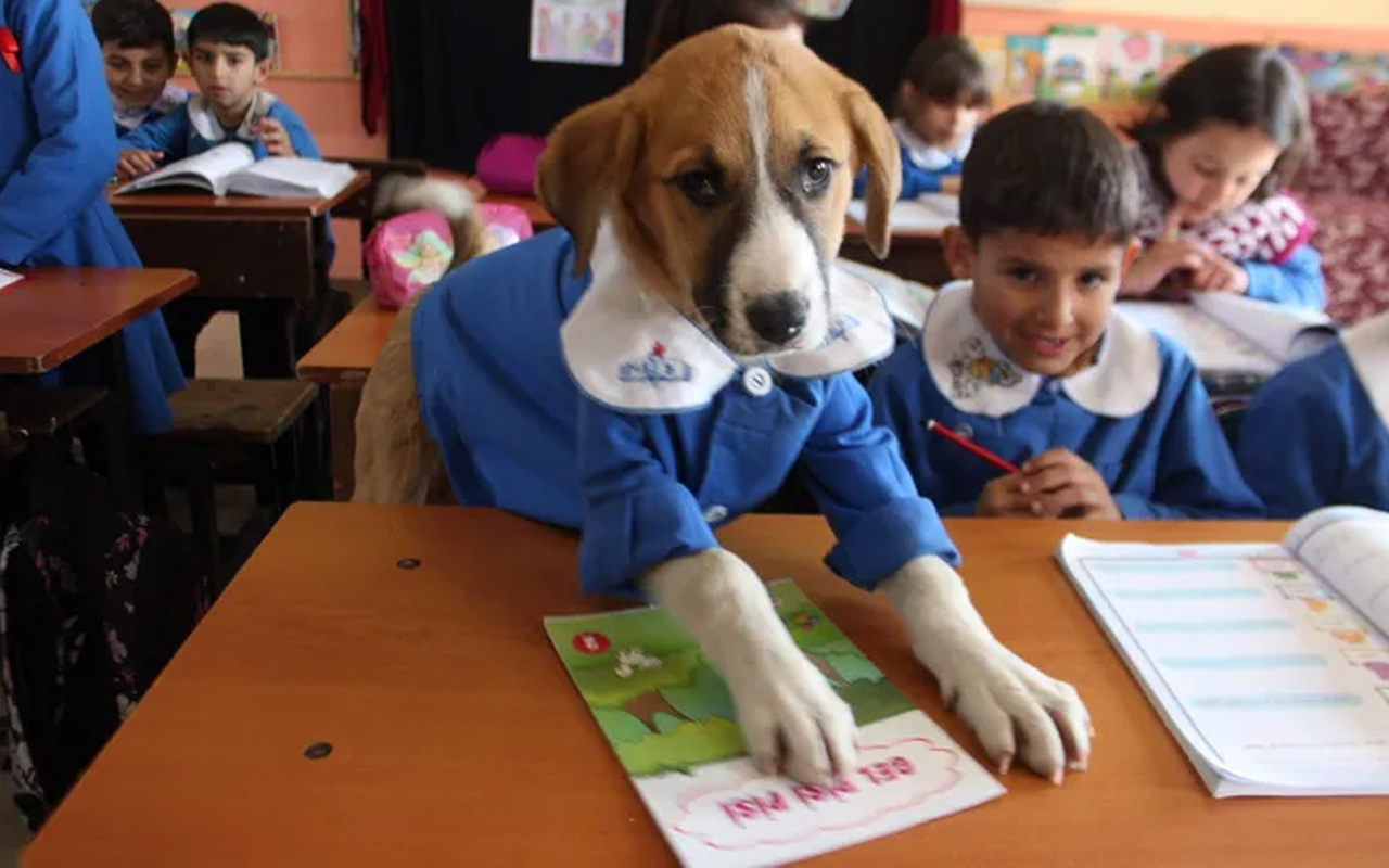 Klinikte tedavi gören Fındık'tan kötü haber! Hayatını kaybetti