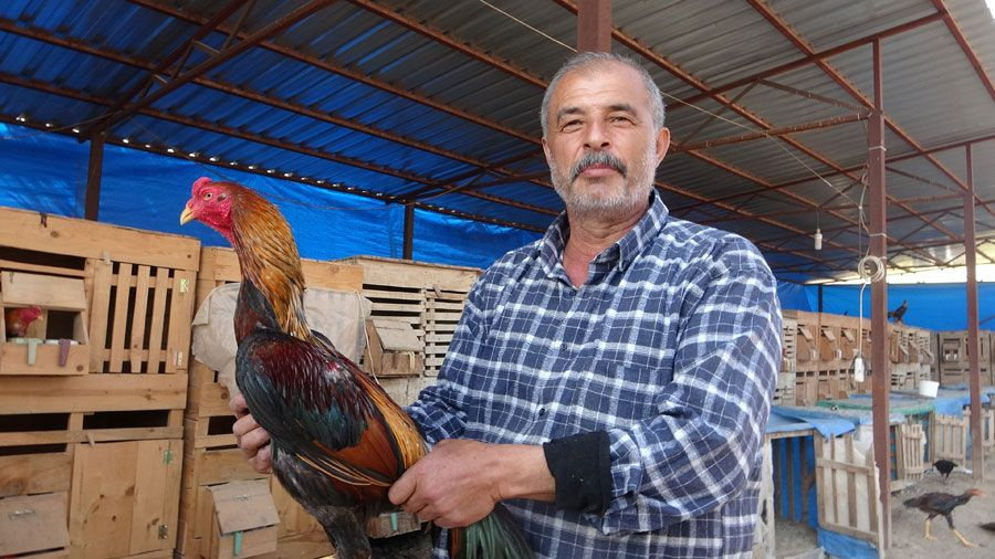 Çiftliğini Adana'da kurdu üniversiteli gelinleriyle ayda 30 bin lira kazanıyor