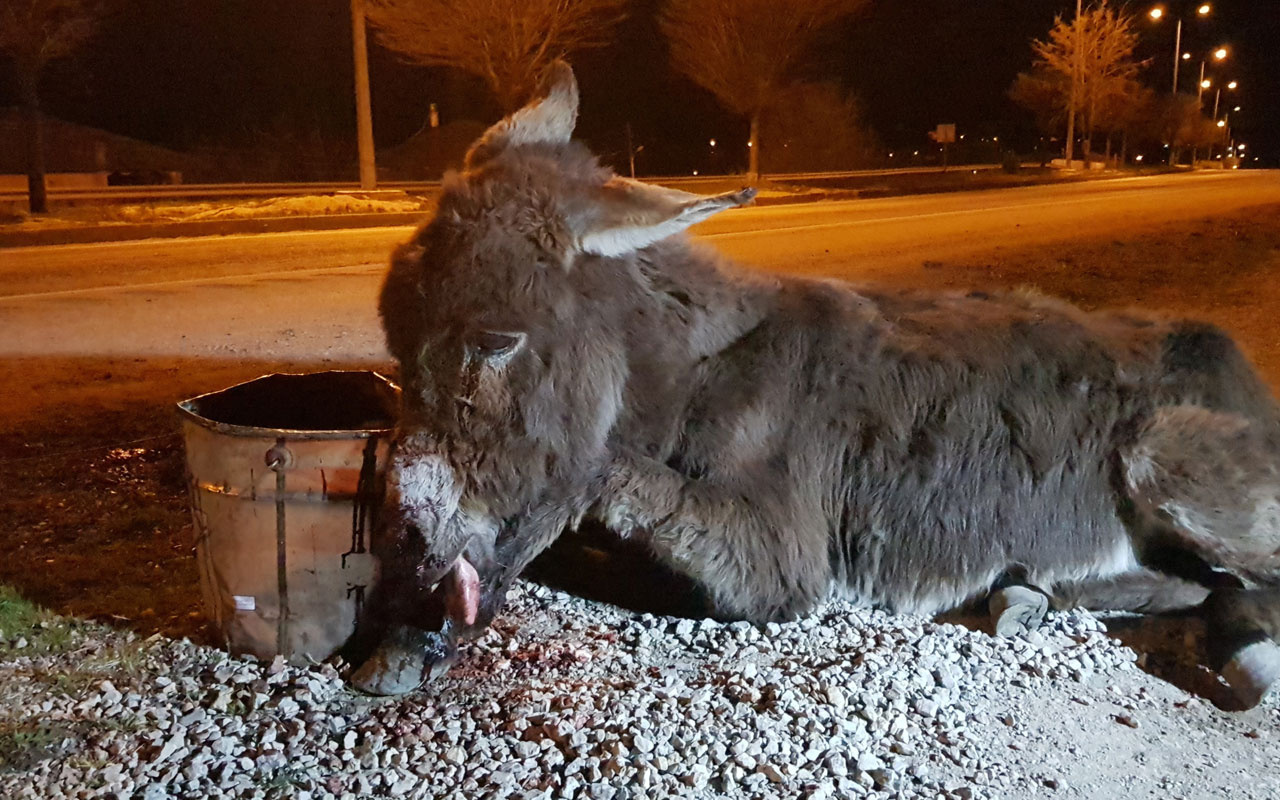 Aracıyla çarpıp kaçtığı eşeği ölüme terk etti