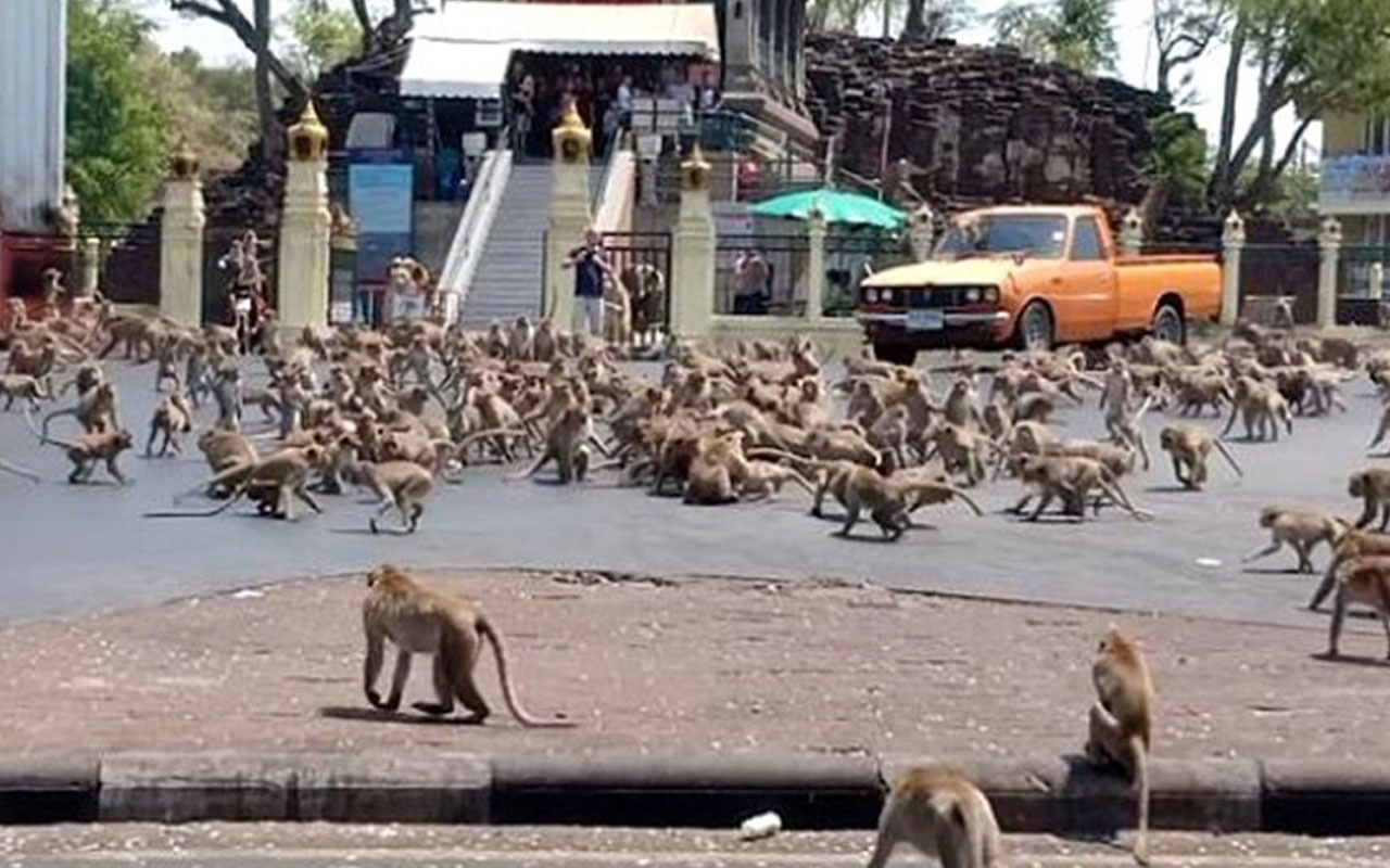 Koronavirüs sonrası sokakları maymunlar bastı! Tayland'da şoke eden görüntüler