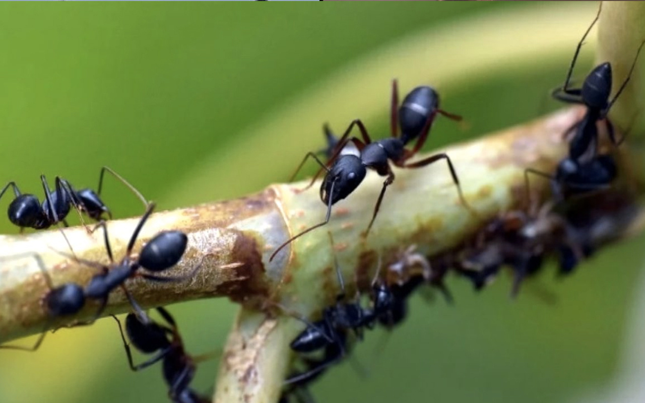 Karınca istilası nedir karınca istilası Türkiye'yi etkiler mi son durum