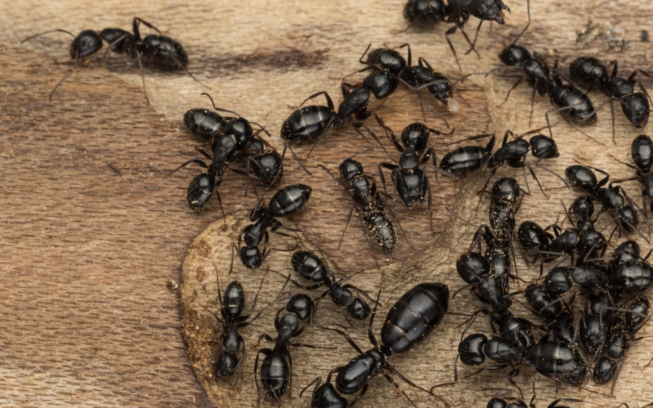 Karınca istilası nerede Türkiye'ye geldi mi son durum?
