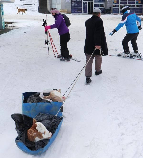 Buzağılar Palandöken'de kayak pistine çıktı 'hastalandılar ne yapayım'