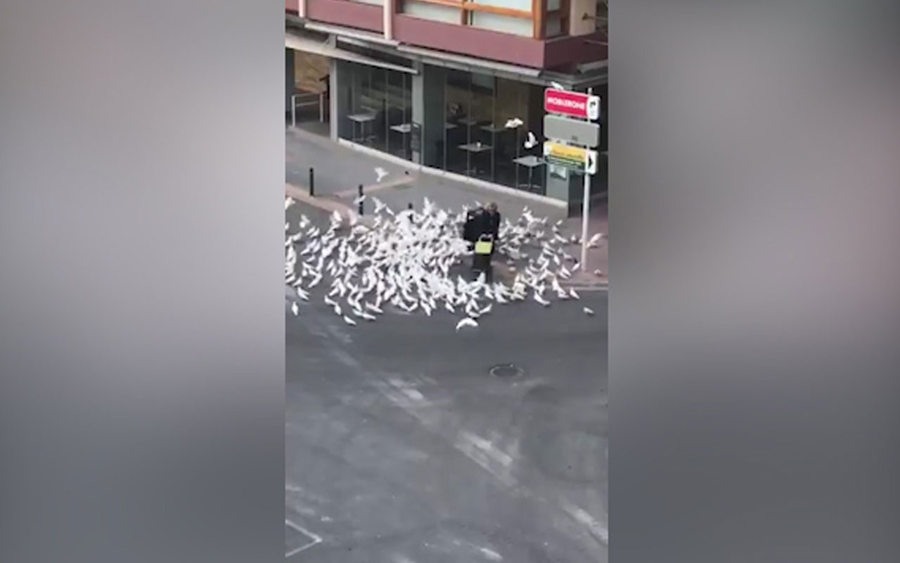İspanya'da koronavirüs nedeniyle aç kalan güvercinler yiyecek taşıyan kadına saldırdı