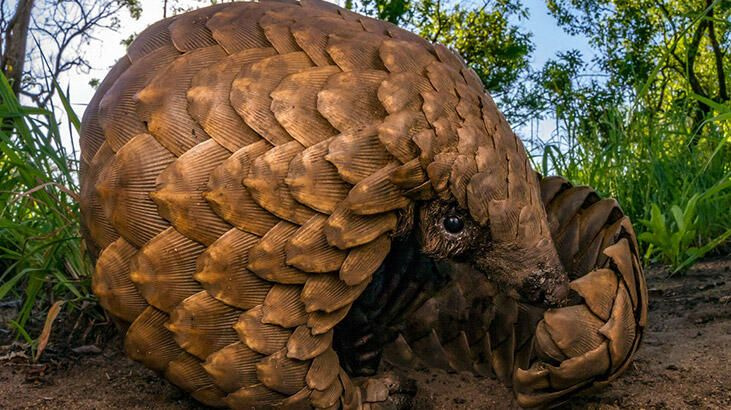 Pangolin nedir? Koronavirüsün benzerini taşıyan hayvanı sakın yemeyin