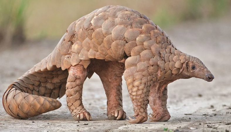 Pangolin nedir? Koronavirüsün benzerini taşıyan hayvanı sakın yemeyin