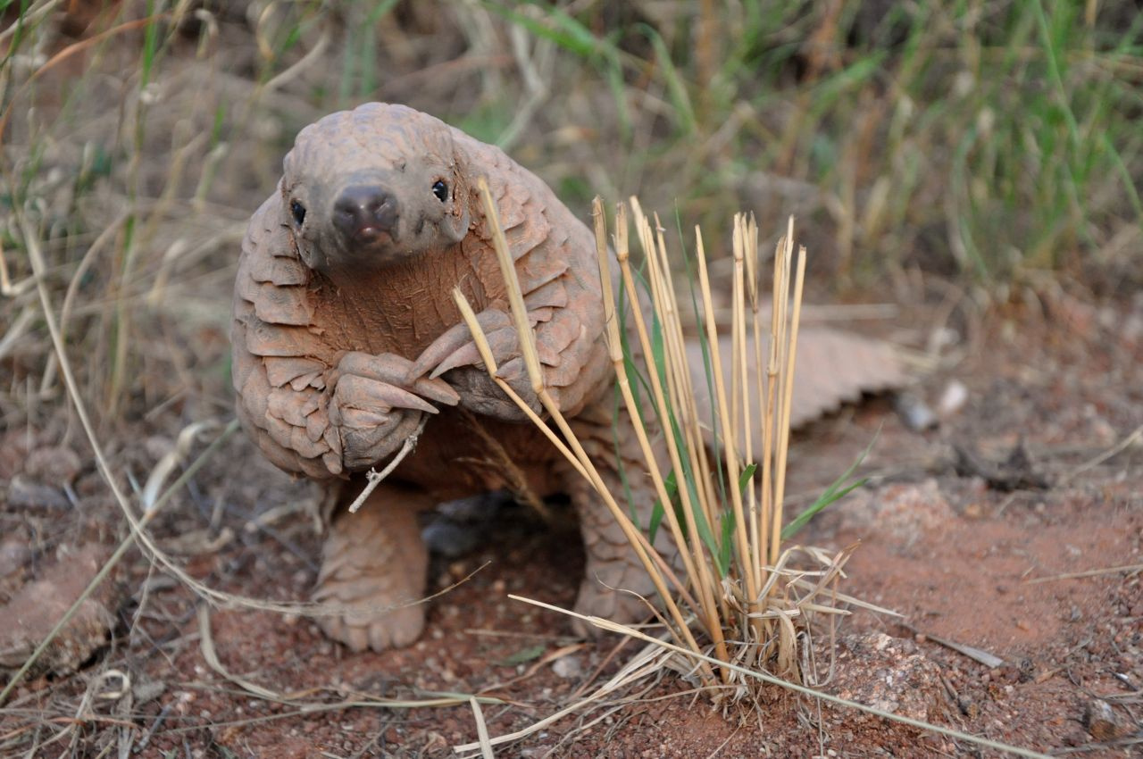 Pangolin nedir? Koronavirüsün benzerini taşıyan hayvanı sakın yemeyin