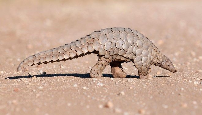 Pangolin nedir? Koronavirüsün benzerini taşıyan hayvanı sakın yemeyin