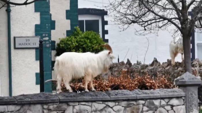 Koronavirüs nedeniyle boş kalan sokaklara yabani keçiler indi