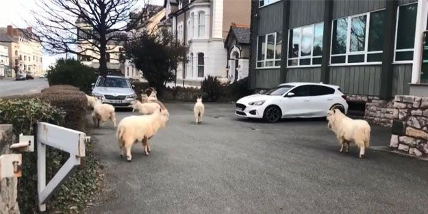Koronavirüs nedeniyle boş kalan sokaklara yabani keçiler indi