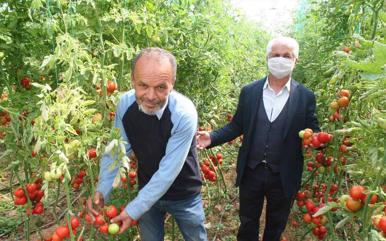 Koronavirüs çıktı domates dalında kaldı üretici perişan