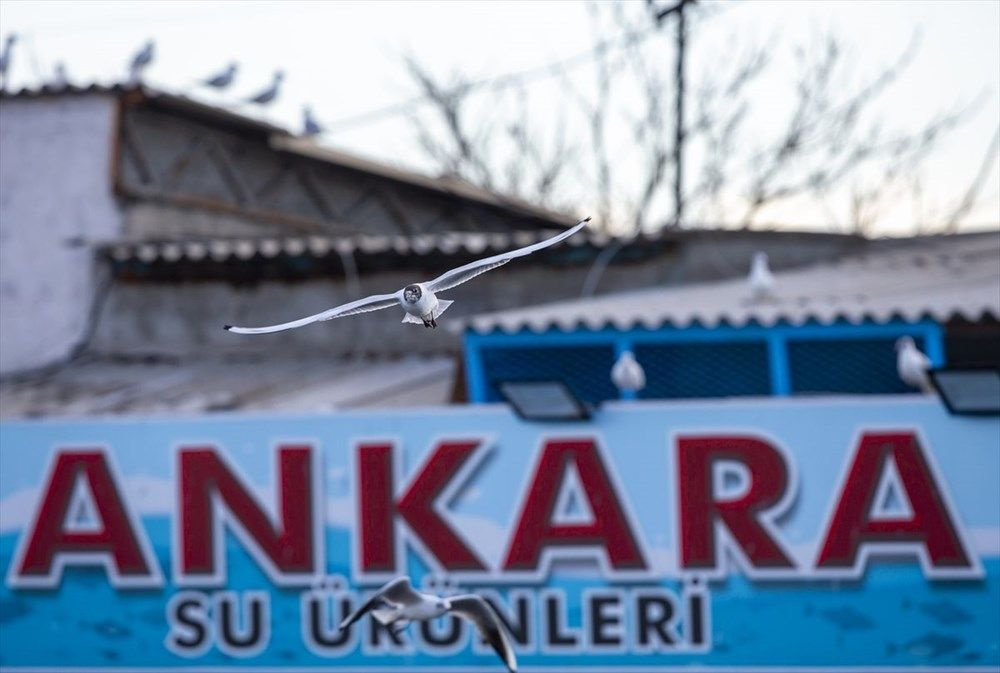 Ankara'da deniz bile yok bu nasıl olur! Martılar kenti istila etti