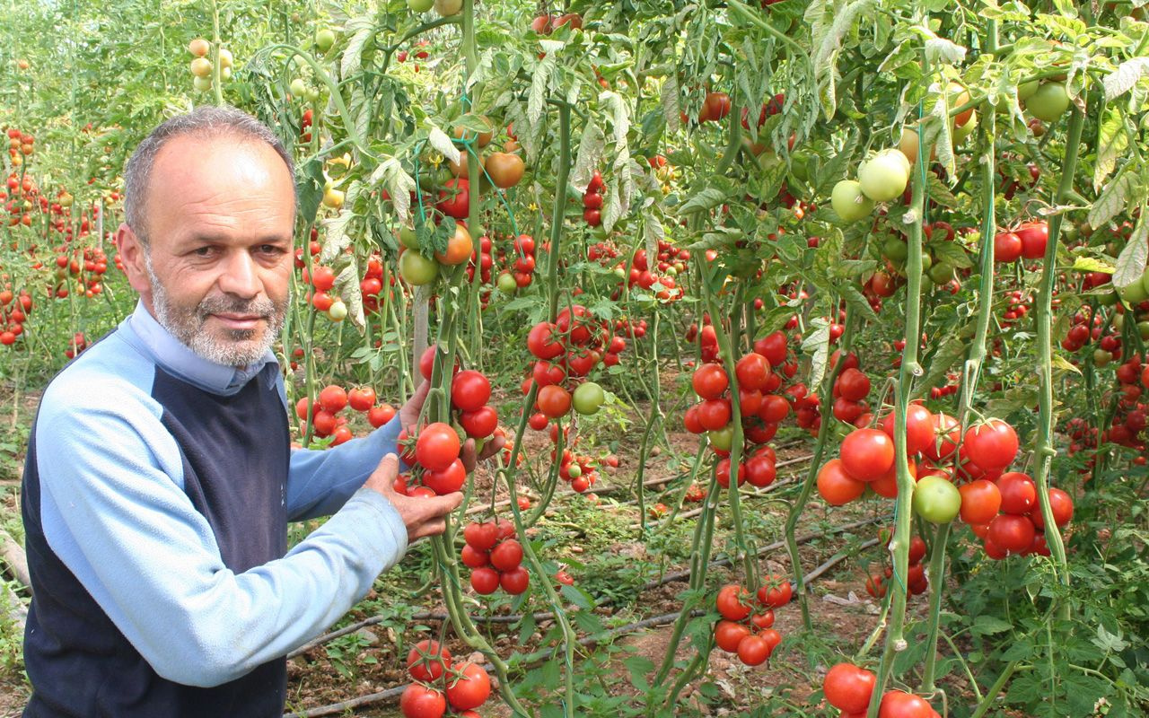 Koronavirüs çıktı domates dalında kaldı üretici perişan