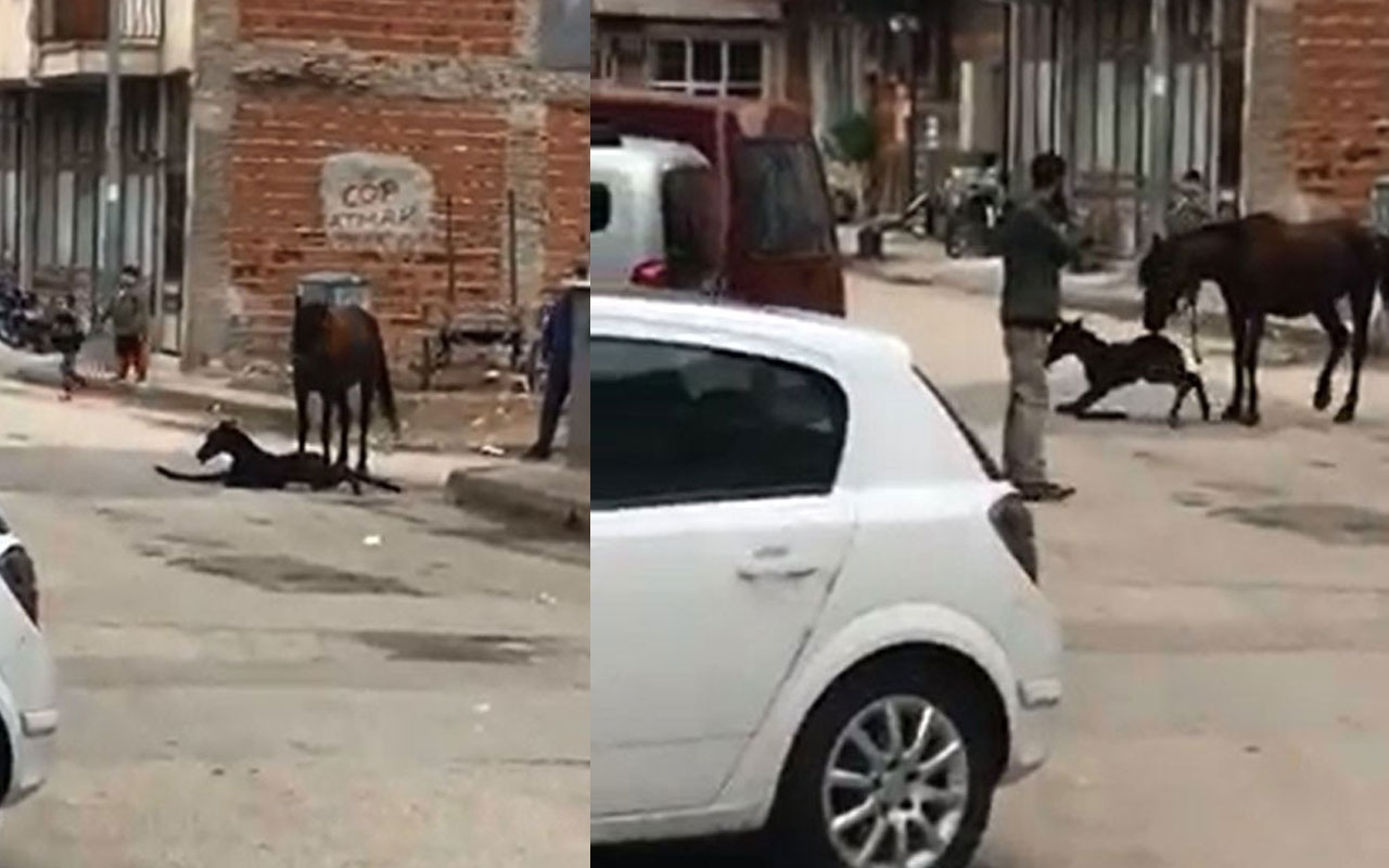 Bursa'da at sokak ortasında doğum yaptı! O anlar saniye saniye görüntülendi