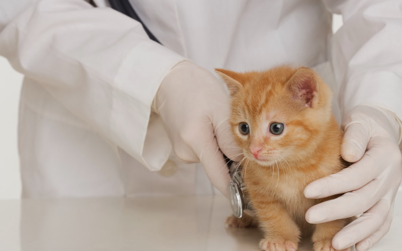 Kediler koronavirüsten enfekte olabiliyor