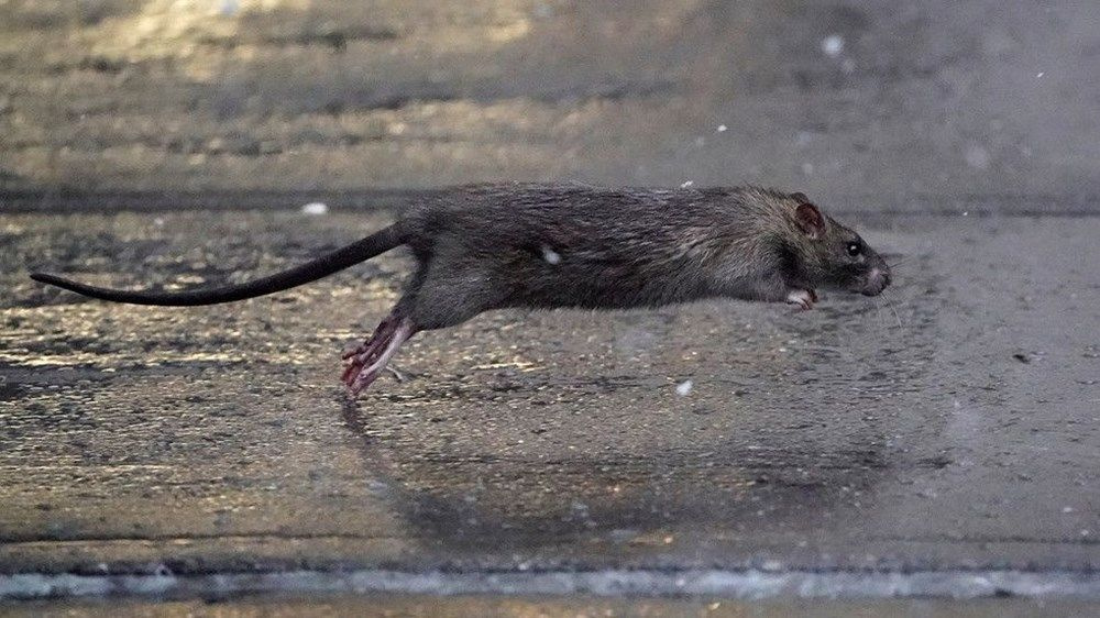 ABD'de Koronavirüsten sonra ikinci büyük tehlike! Sokakları basıp yiyecek arıyorlar