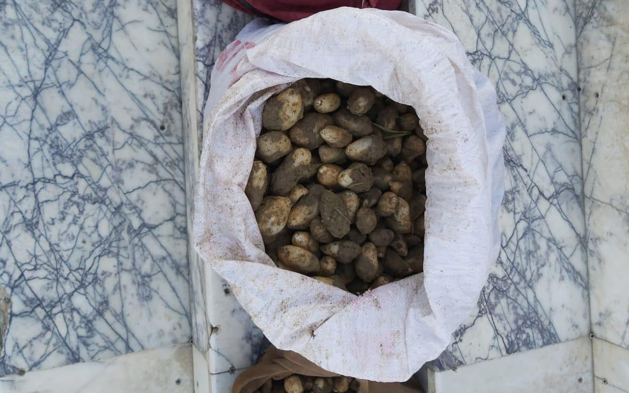 Elazığ'da salep bitkisi toplayan 4 kişiye rekor ceza!