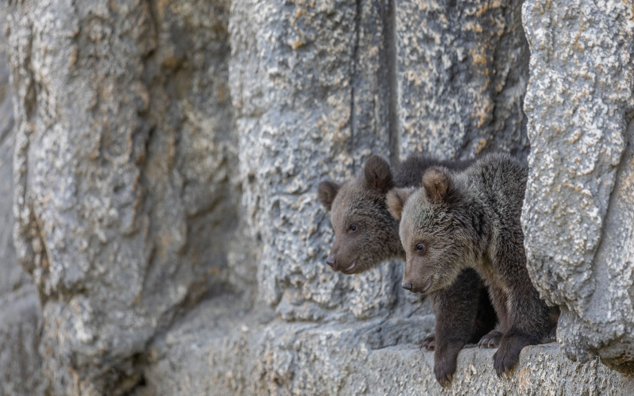 Yüz günlük yavru ayılar Tarsus Doğa Parkı'nın maskotu oldular