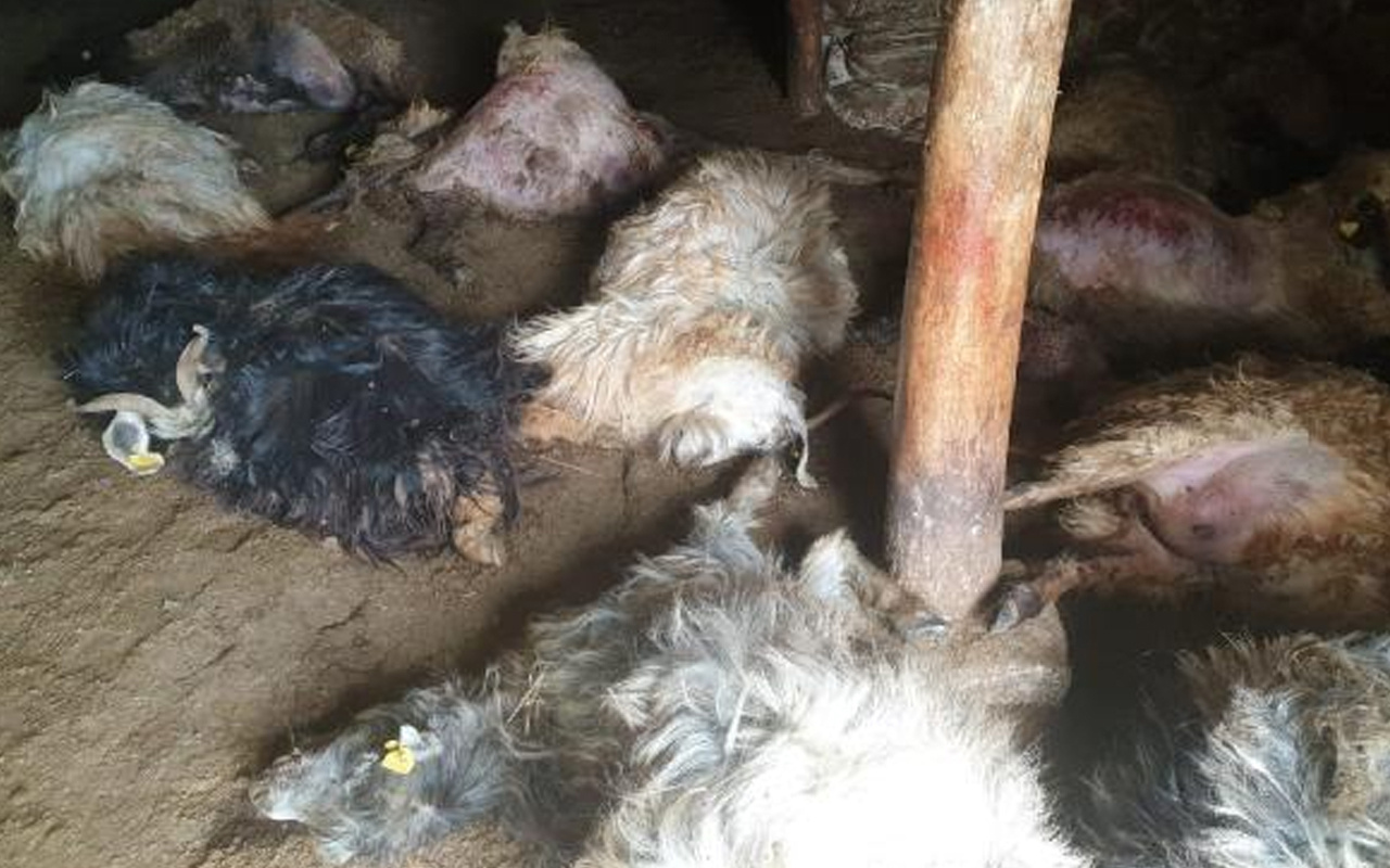 Hakkari'de ayının ahıra girip telef ettiği 50 koyun gömüldü