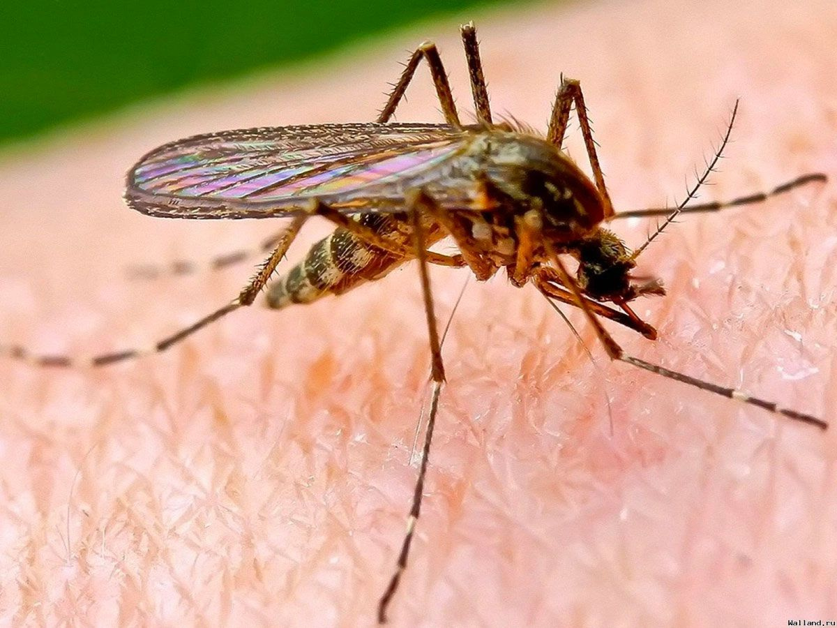 Koronavirüs sineklerden bulaşır mı? Sıcaklar başladı sinek korkusu ortaya çıktı