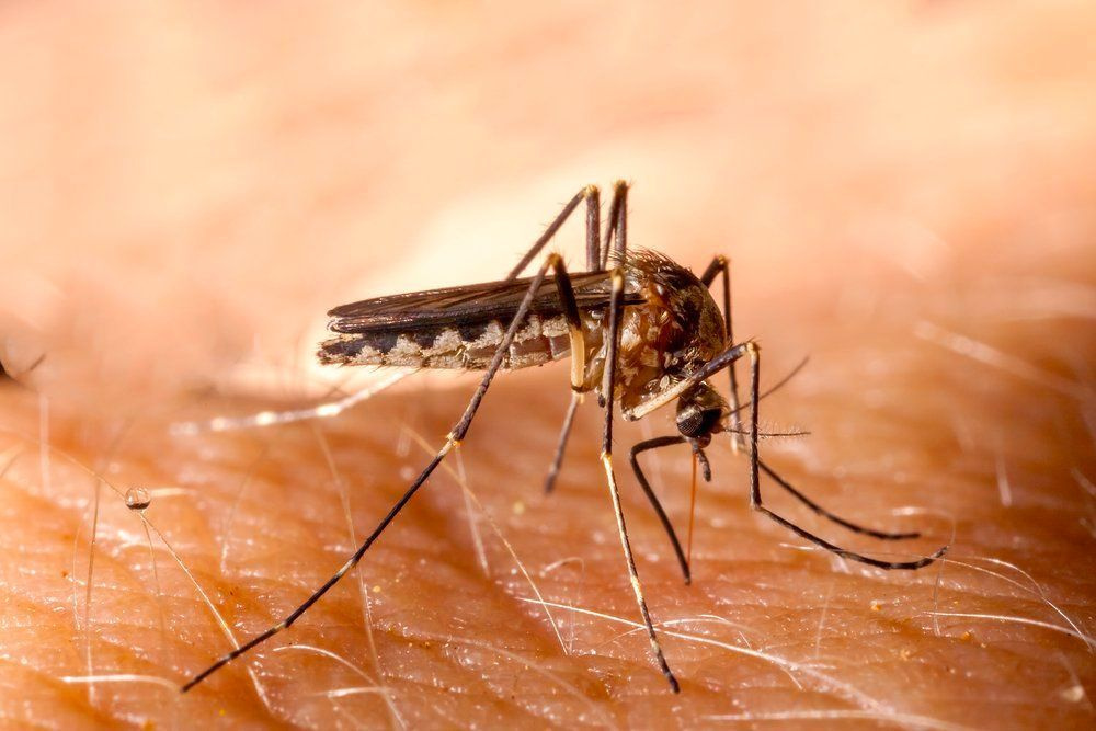 Koronavirüs sineklerden bulaşır mı? Sıcaklar başladı sinek korkusu ortaya çıktı