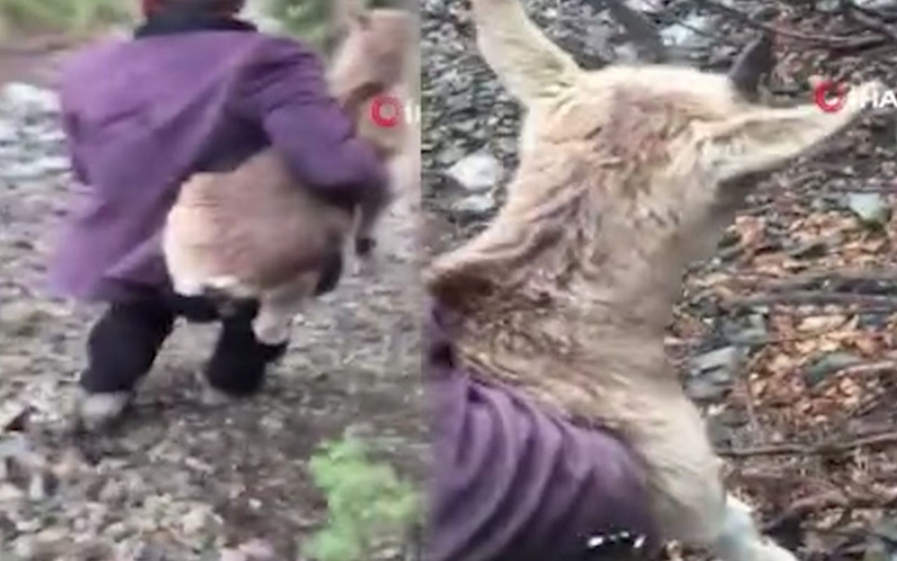 Hasta dağ keçisi yavrusunu 4 kilometre kucağında taşıdı