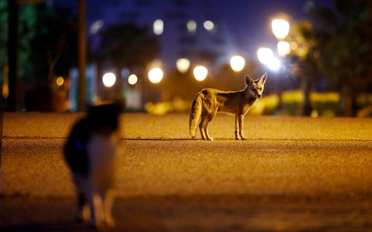 İsrail'de karantinayı fırsat bilen kızıl tilkiler sokaklara yerleşti
