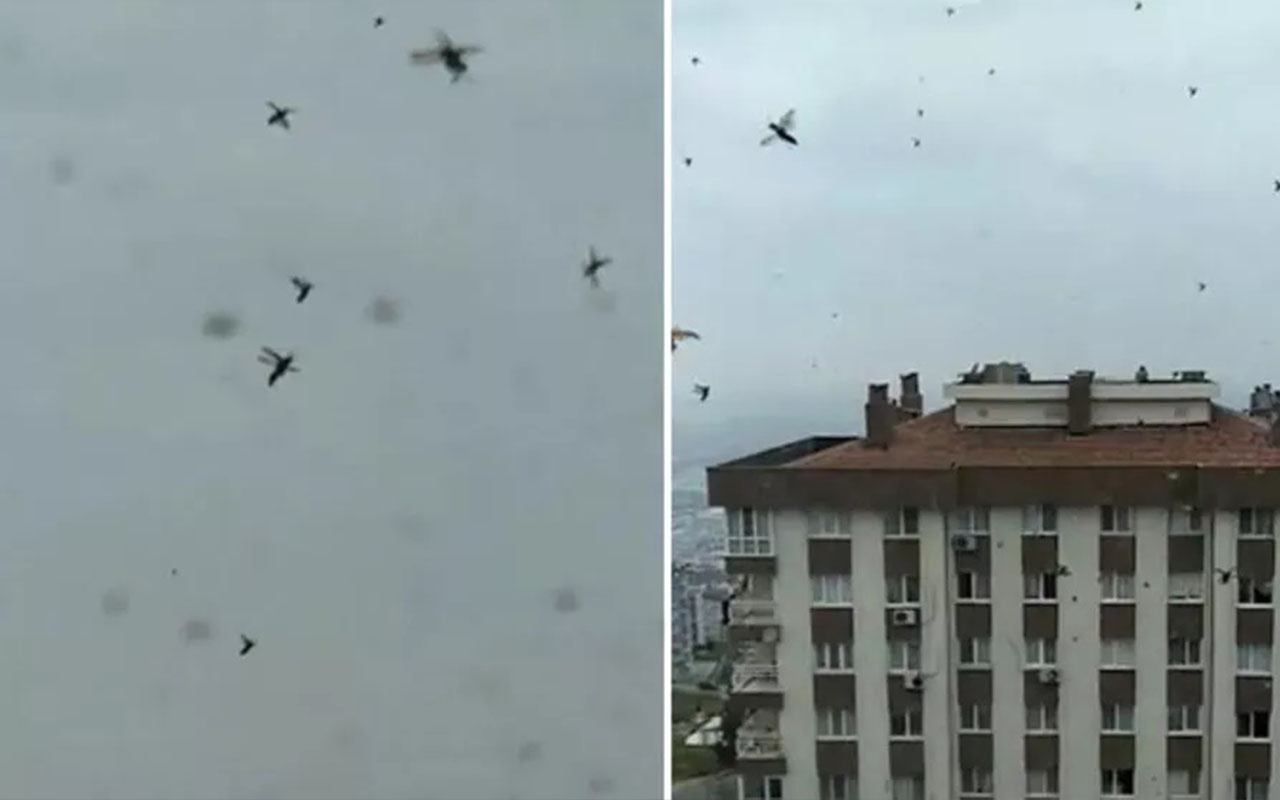 İzmir'de böcek istilası böyle görüntülendi! Şoke eden görüntüler