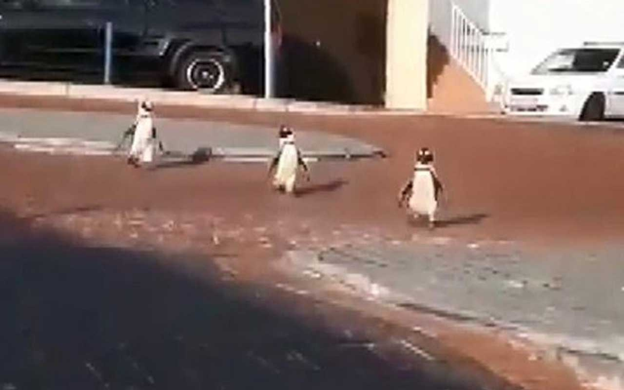 Güney Afrika'da penguenlerin sokaklarda dolaştığı anlar kamerada