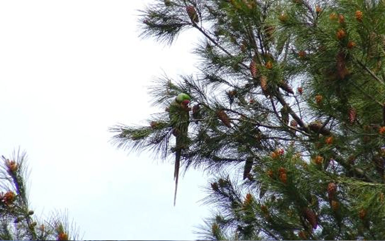 Avcılar’da ağaçlar papağanla doldu bakan bir daha baktı