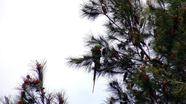 Avcılar’da ağaçlar papağanla doldu bakan bir daha baktı