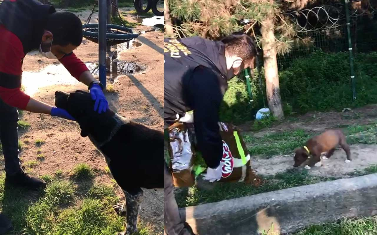 Sultangazi'de polis sokak köpeklerini besledi