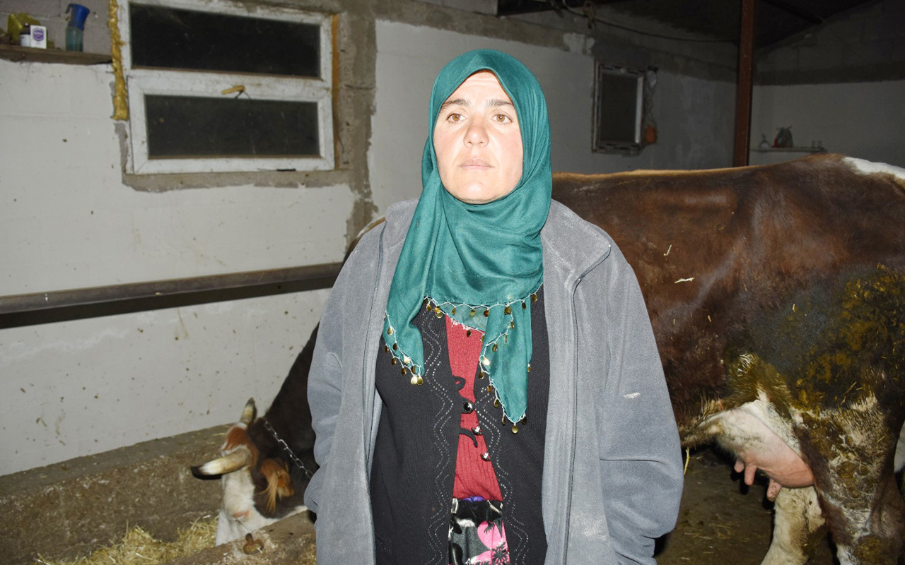 Aksaray'da telef olan 23 ineğin sahibi kadın: Sütünü satarak çocuklarımı okutuyordum