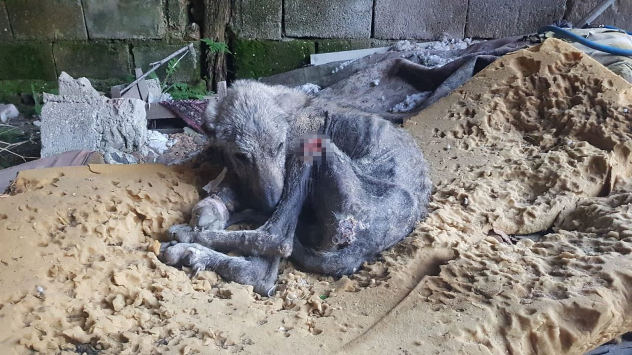 Silivri’de kangal cinsi köpek açlıktan ölmek üzereyken bulundu
