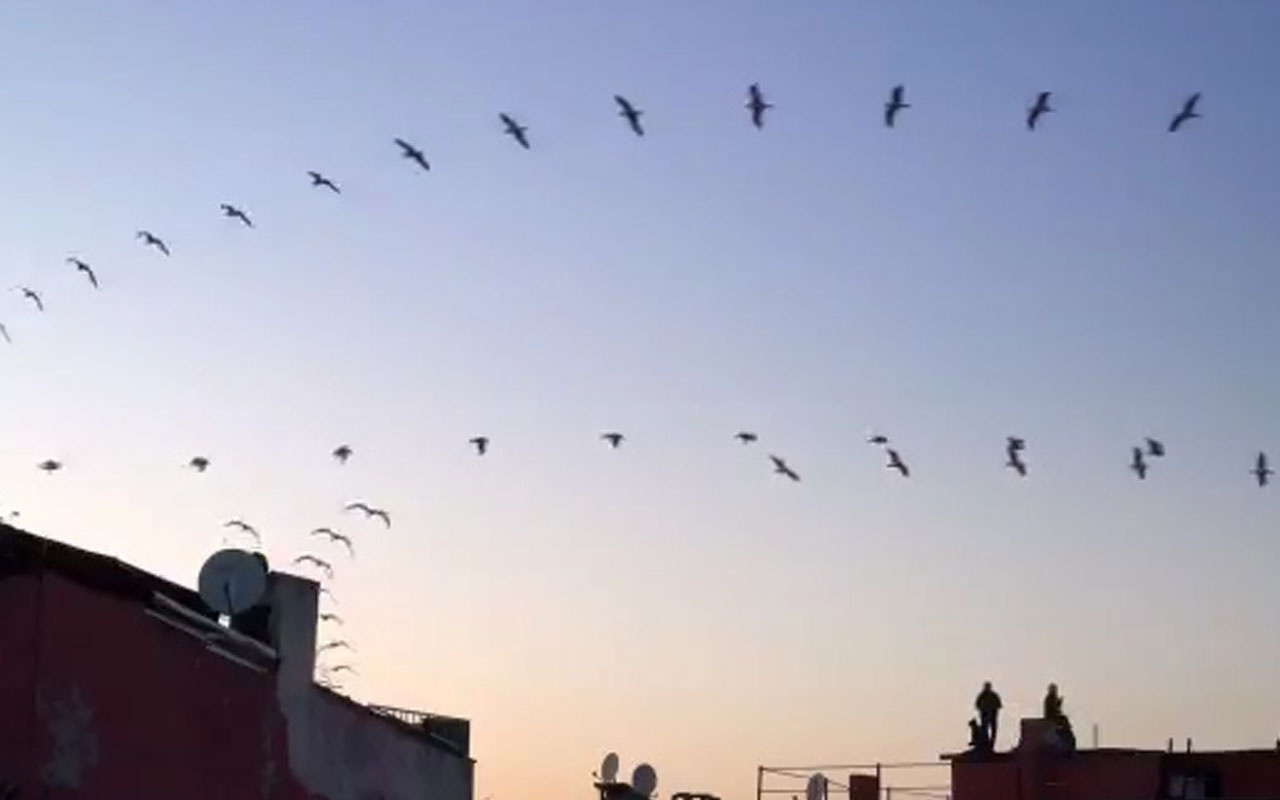 İstanbul'da kuşların gökyüzünde büyüleyen gösterisi kamerada