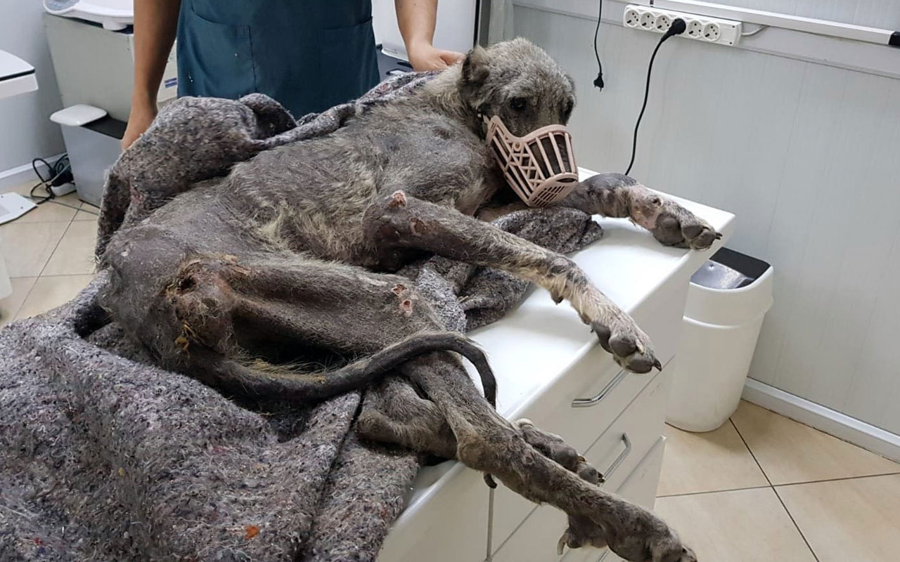 Silivri’de kangal cinsi köpek açlıktan ölmek üzereyken bulundu