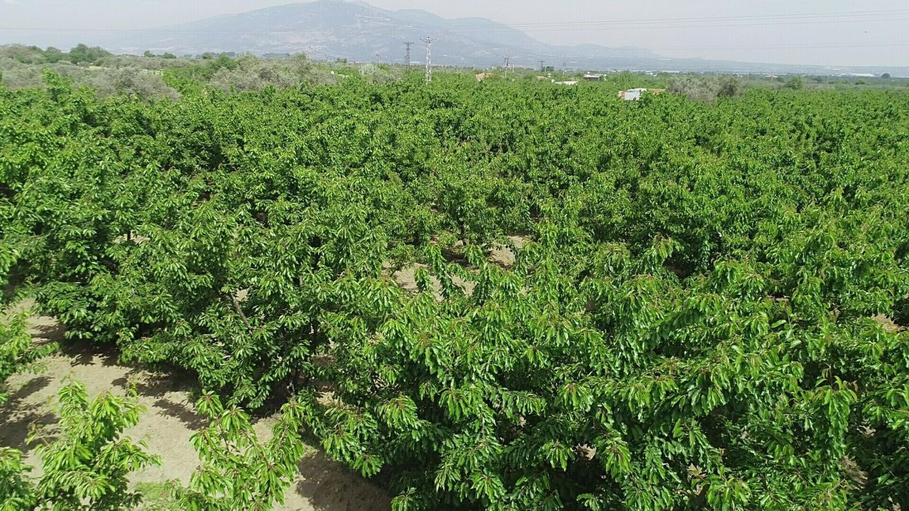 İzmir'de kiraz hasadı başladı ürün bol çiftçiler emeğinin karşılığını alıyor