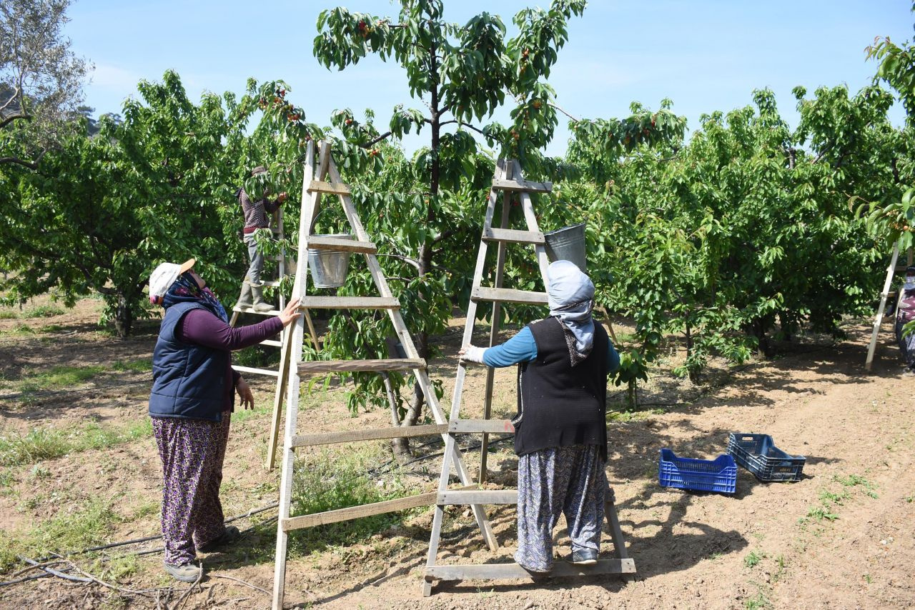 İzmir'de kiraz hasadı başladı ürün bol çiftçiler emeğinin karşılığını alıyor