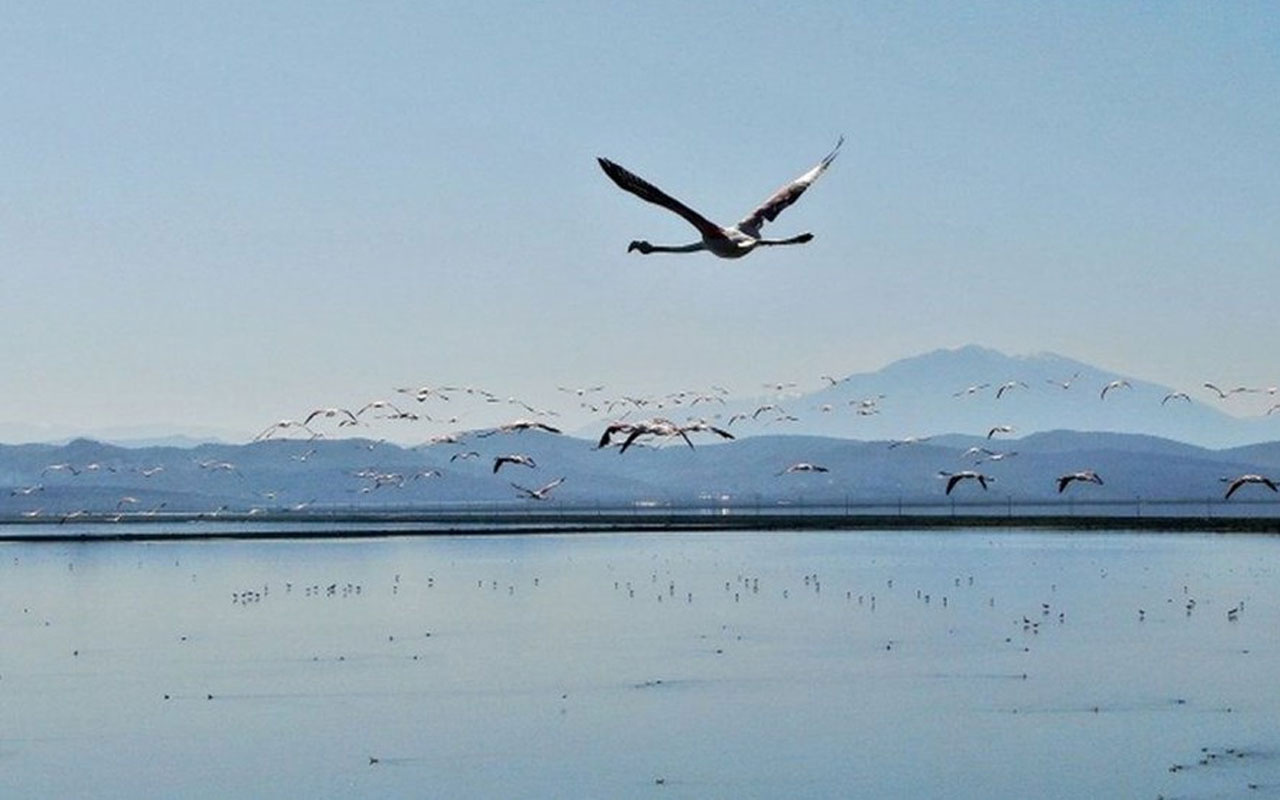 Korona ile doğada tuhaf işler oluyor! Tilki denizde domuzlar kentte