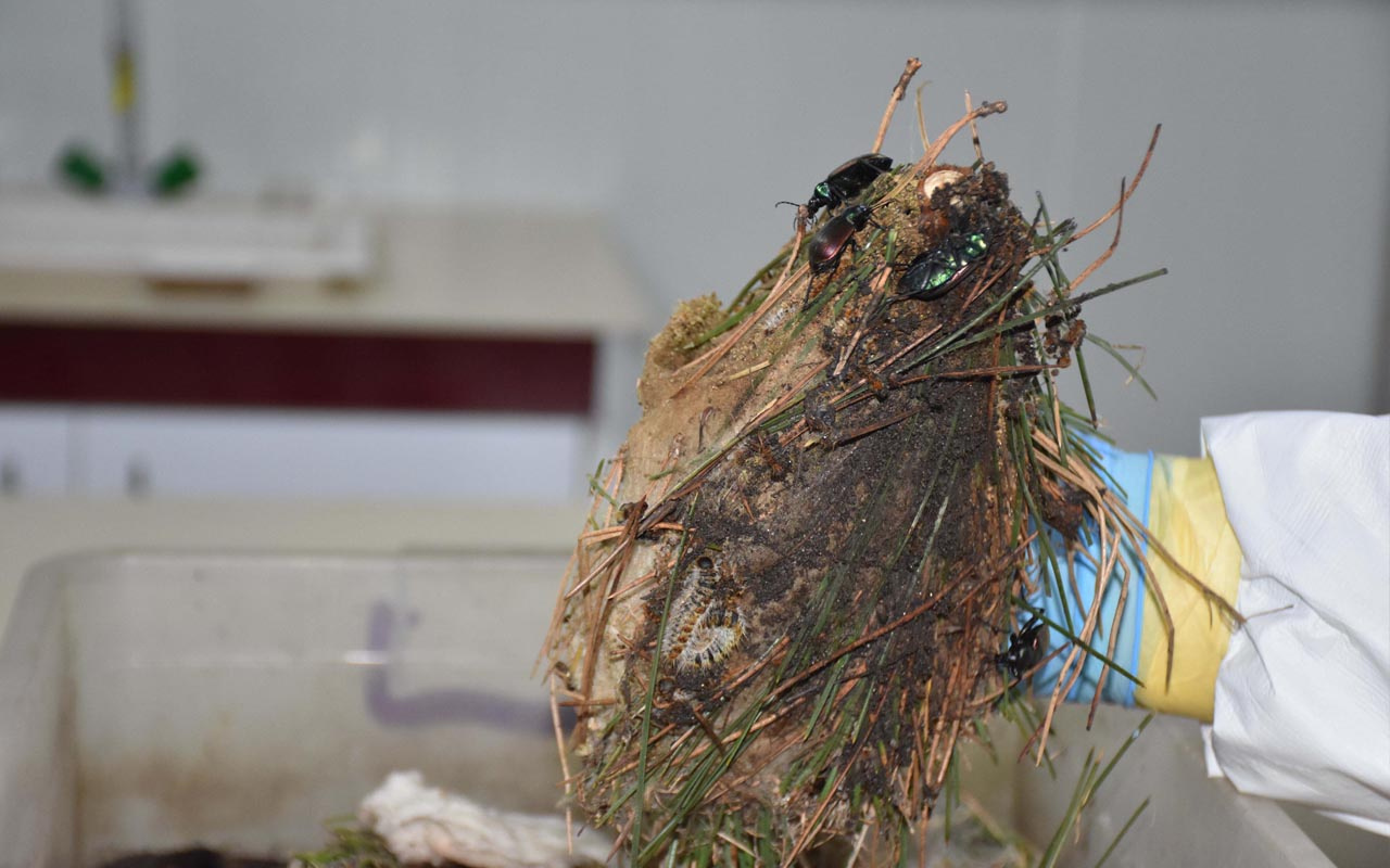 İzmir'de laboratuvarda üretilen 'Terminatör böcek' başka bir türe karşı savaş veriyor
