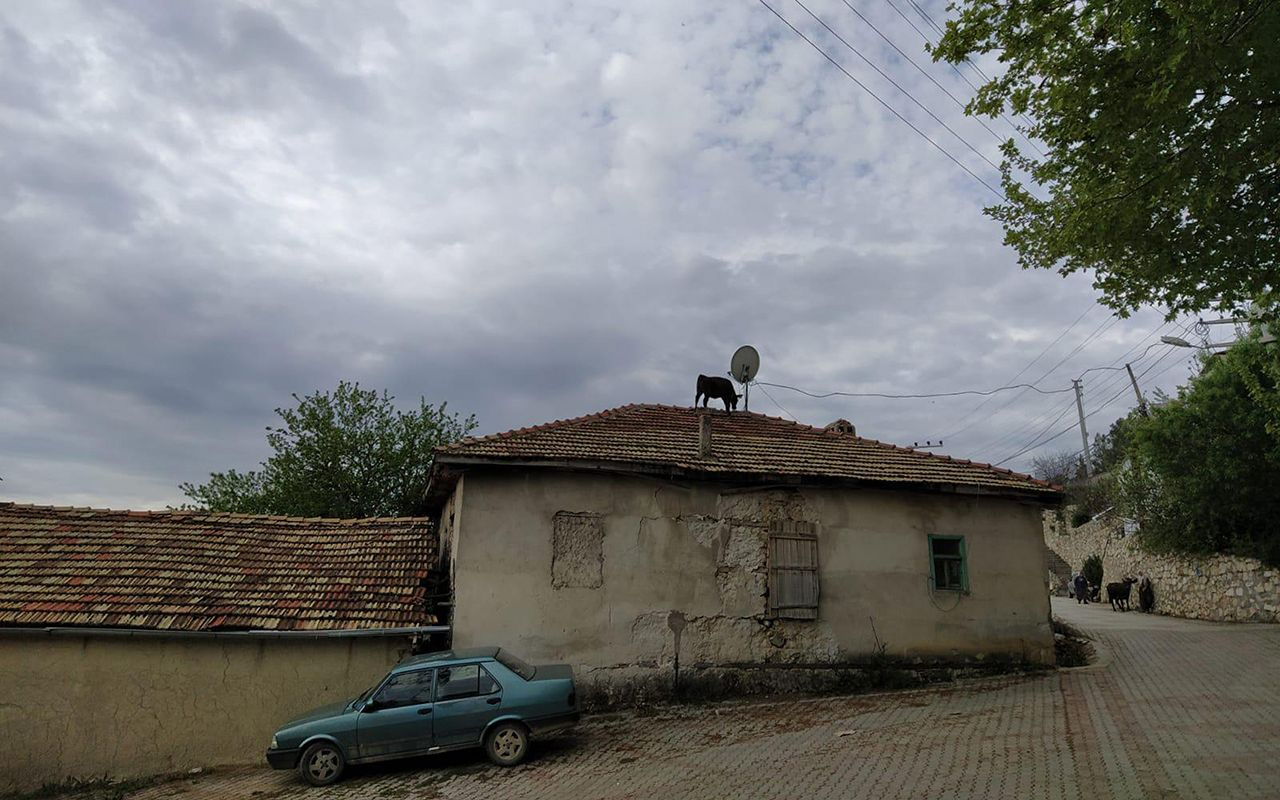 Burdur'da ahırdan kaçan dana çatıya çıktı