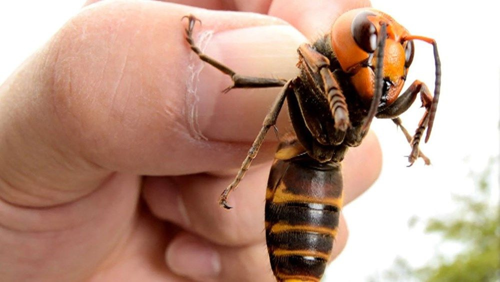 Doğa intikam alıyor! Koronavirüsün ardından şimdi de katil arısı