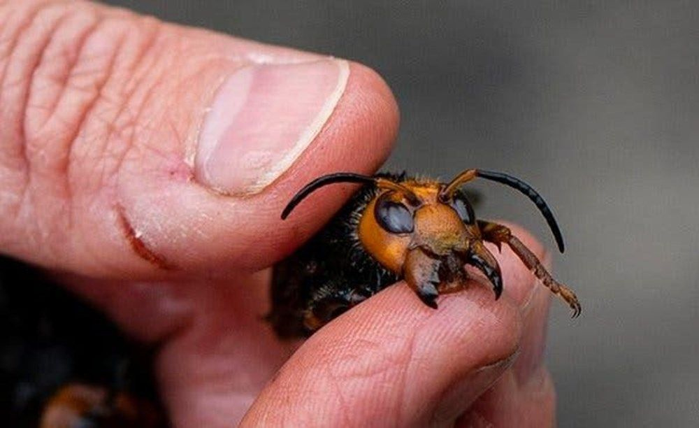 Doğa intikam alıyor! Koronavirüsün ardından şimdi de katil arısı
