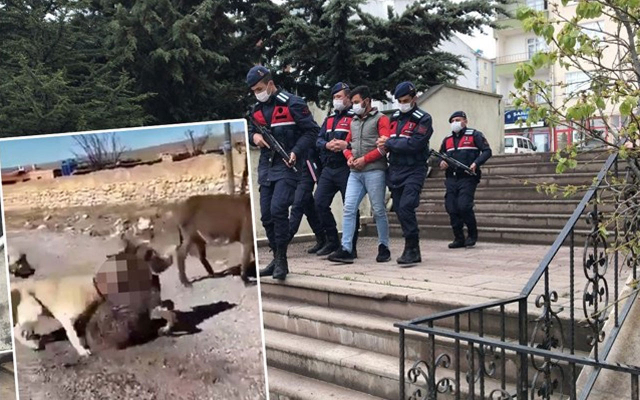 Haymana'da kangal köpeklerine sıpayı öldürttü! Berat Kaya'nın rezil videosu