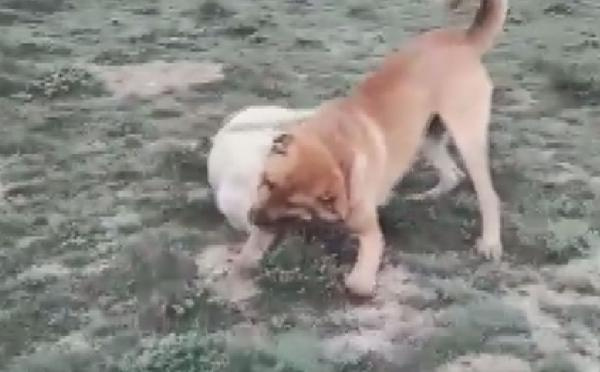 Konya Da Parayla Kopek Dovusu Duzenleyen 10 Kisiye Ceza Yagmuru Internet Haber